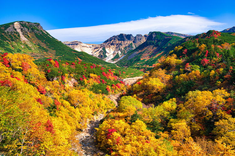 上富良野町に位置する十勝岳温泉の紅葉