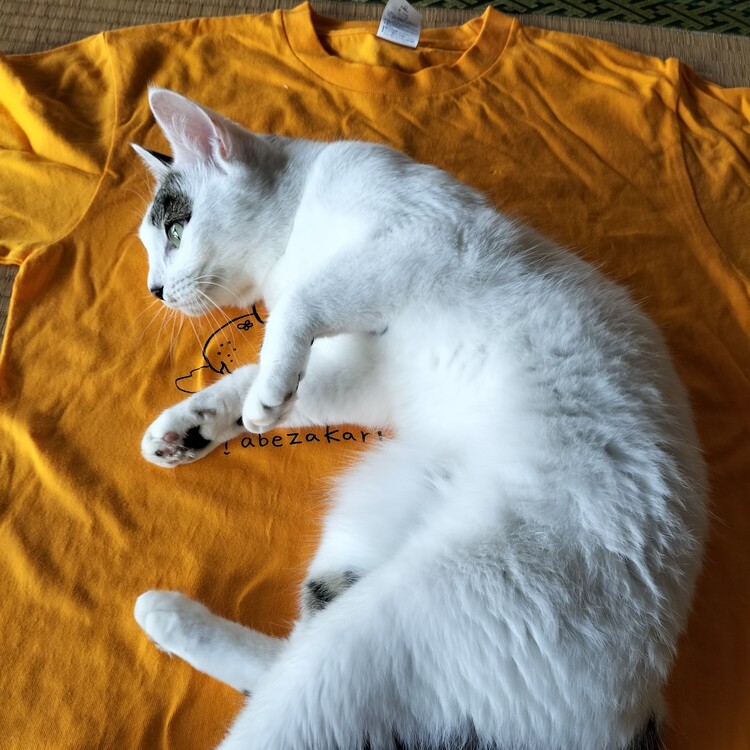 Tシャツに寝転がって着心地を確認しているような愛猫、めろんちゃん
