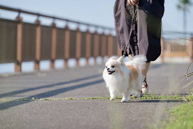 移住後の新生活は愛犬のむぎと一緒にスタート。毎日の散歩ものんびりと