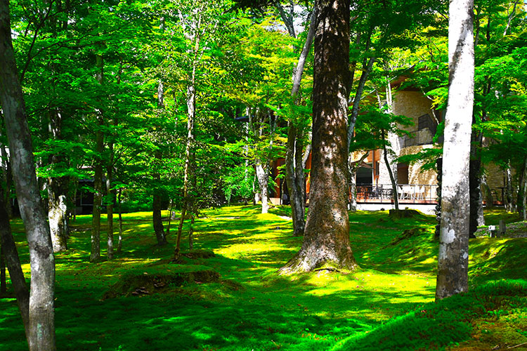 旧軽井沢の森林の風景
