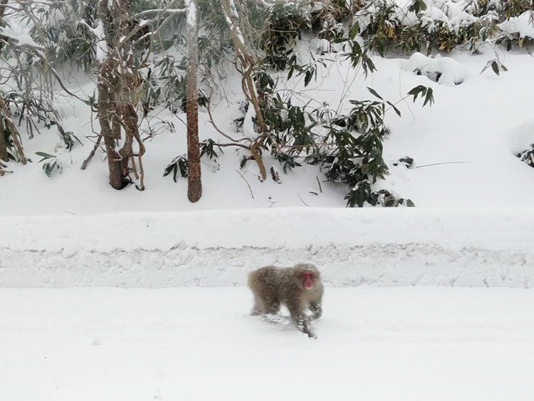 雪深い真冬にでも、サルはよく見かけるという土地柄