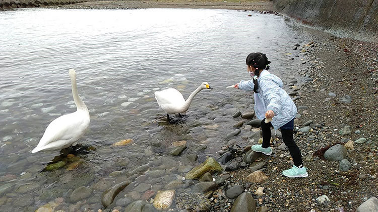 一生懸命手を伸ばして、白鳥に食パンのエサをあげる長女