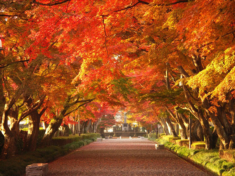秋の風物詩の一つが、地元民にも人気の「大山参道」の紅葉。明治時代に活躍した大山巌元帥とその家族が眠る大山墓所へ通じる