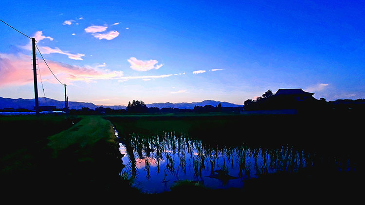 市街地にもある水田では、夕方になるとこんな美しい風景が見られる