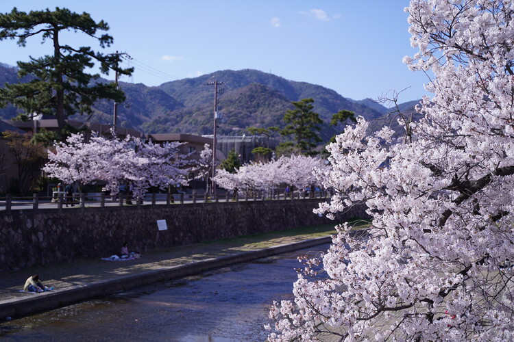 芦屋川桜並木