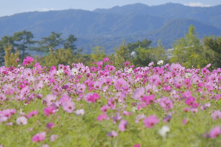 武庫川髭の渡しコスモス園の花の開花は市民の秋のお楽しみ