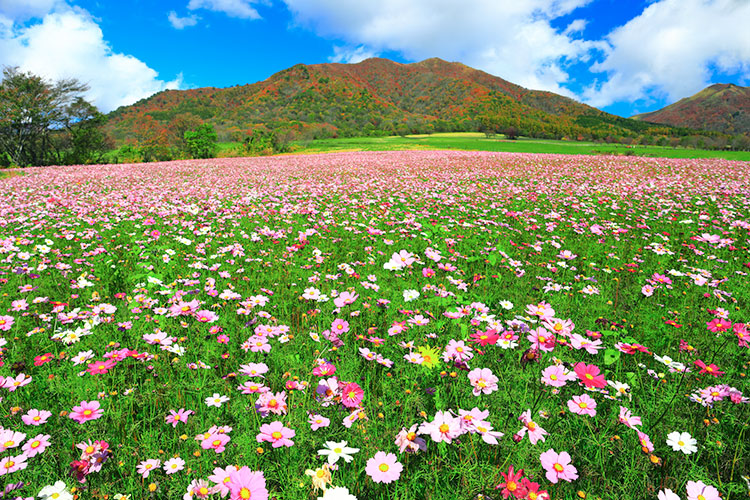 蒜山高原