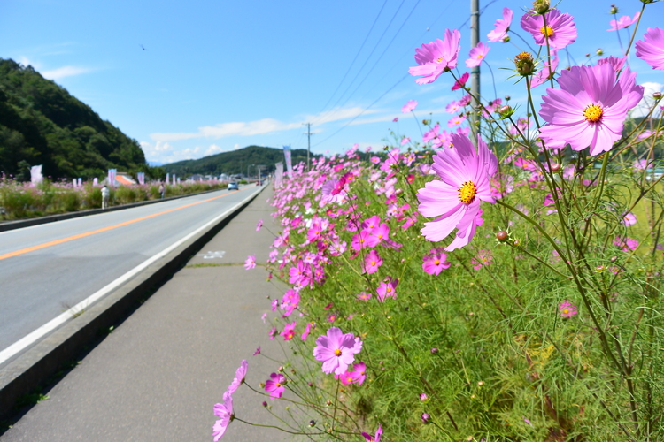 コスモス街道
写真提供：佐久市観光協会