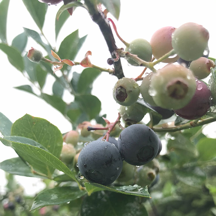 坂井市の魅力の一つは、お菓子づくりに欠かせない果物が豊富なところ