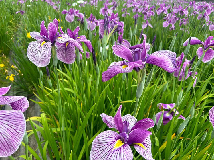 毎年6月に開催される「富海菖蒲まつり」。美しく咲き誇る菖蒲を堪能できる