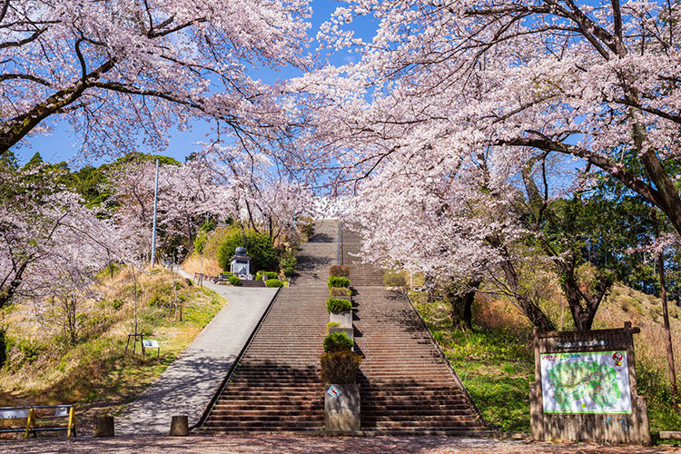 約300本の桜が咲き誇る「さくらの山公園」の園内。階段を上ると戦没者の遺骨などを祀った「世界無名戦士之墓」へと通じる