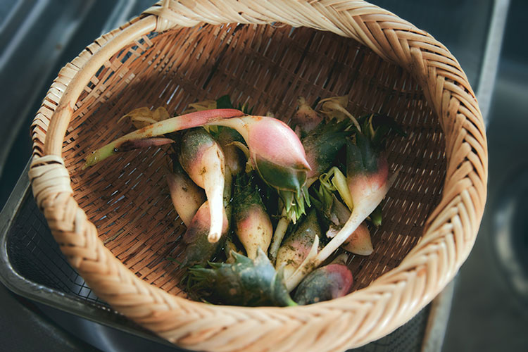 自宅の裏庭で採れたみょうが。甘酢漬けにしたり、友人におすそわけしたりと、旬の味を楽しんでいる
photo：dozaki