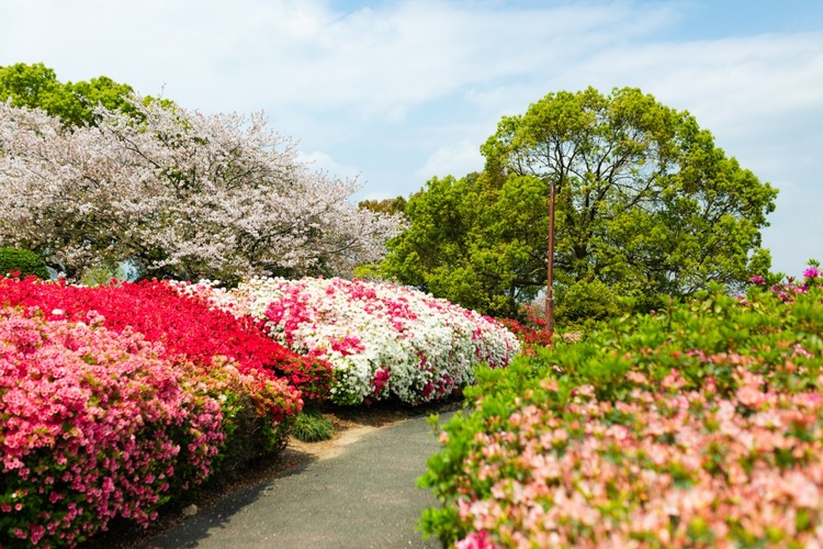 久留米百年公園のツツジ