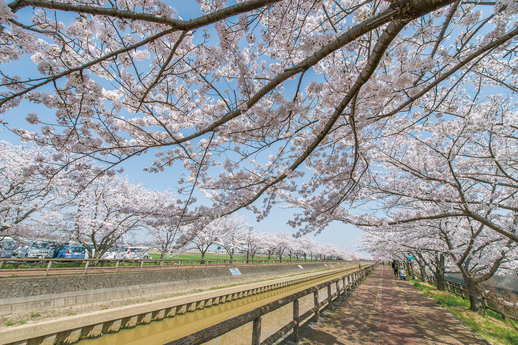 桜ネックレス