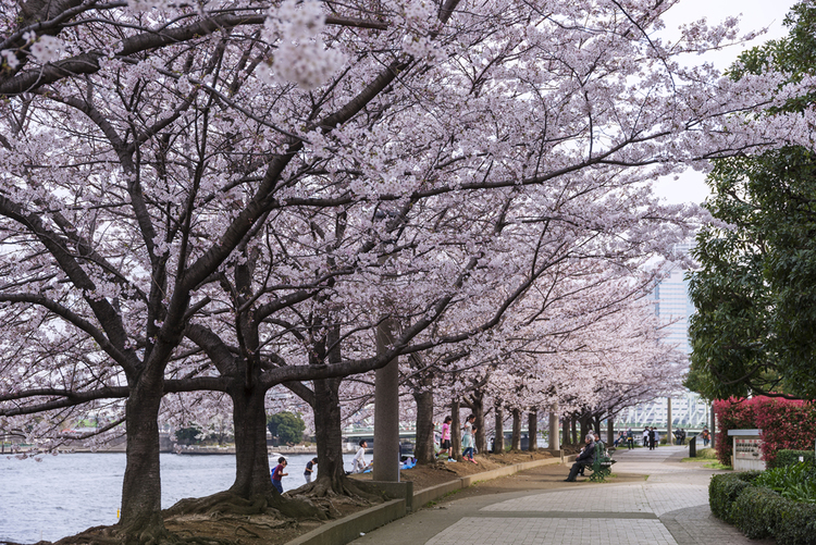 隅田公園
© （公財）東京観光財団