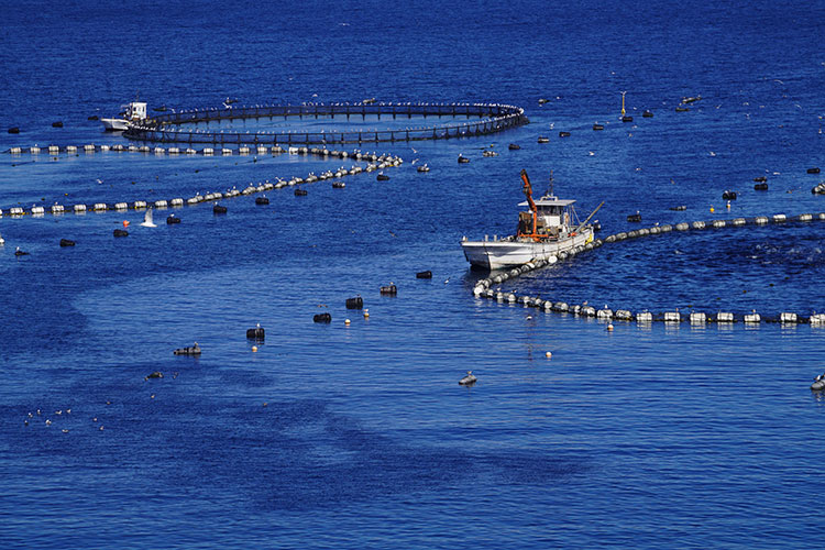 柏島のマグロの養殖場