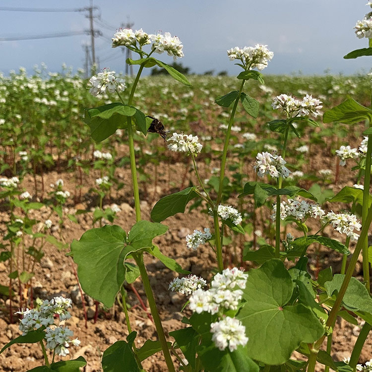 秋に育てるそばは10月に開花。土壌の栄養によって成長具合が違うなど、常に発見の連続だとか