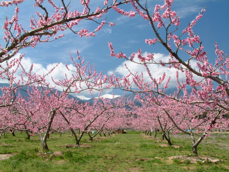 桃源郷風景
写真提供：南アルプス市