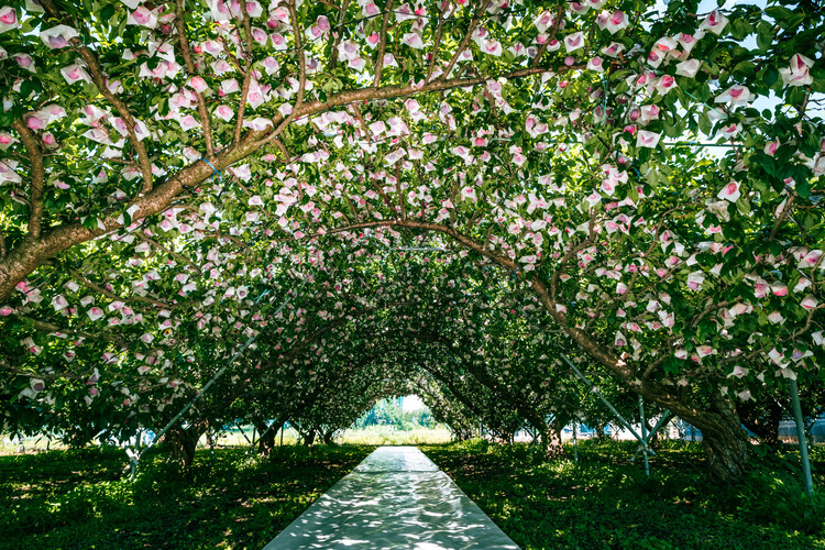 果樹園風景
写真提供：南アルプス市