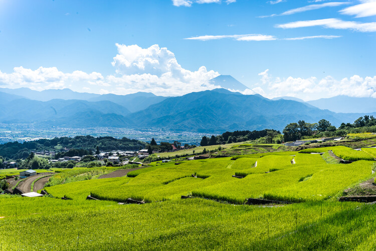 中野の棚田
写真提供：南アルプス市