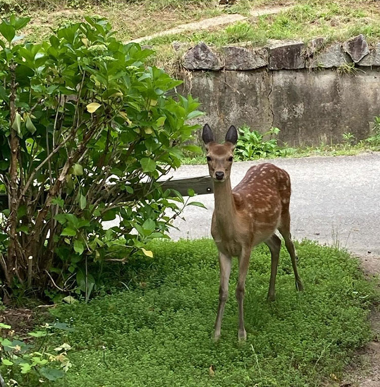 庭にやってきた迷い鹿。どうやら家族を探している様子。山で暮らしているとこんな場面にも出会うそう