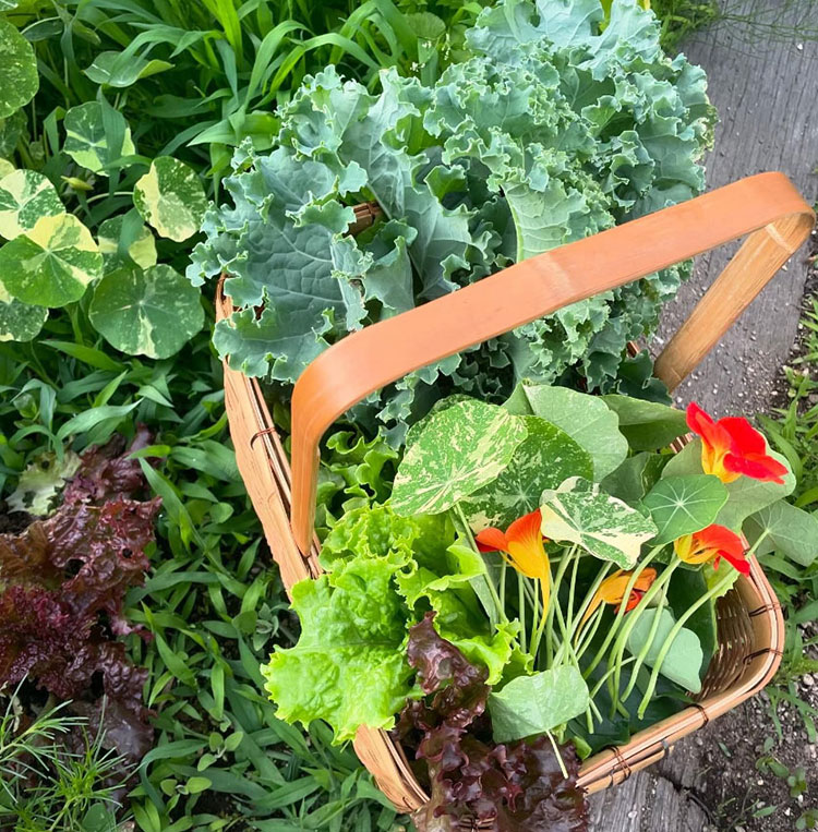 小さな畑で家族がよく食べる野菜やハーブを栽培。サラダにしたり、サンドイッチにしたり