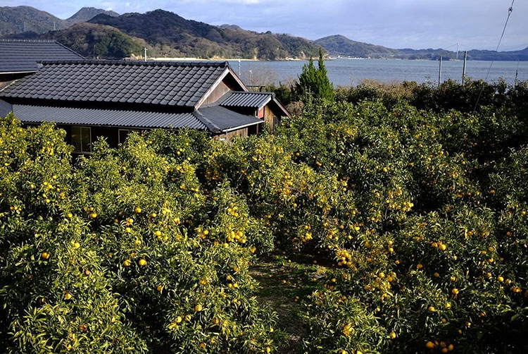 住まいは瀬戸内海が見渡せる好立地を選んだ。ご近所には大三島の特産であるみかんの木がずらり