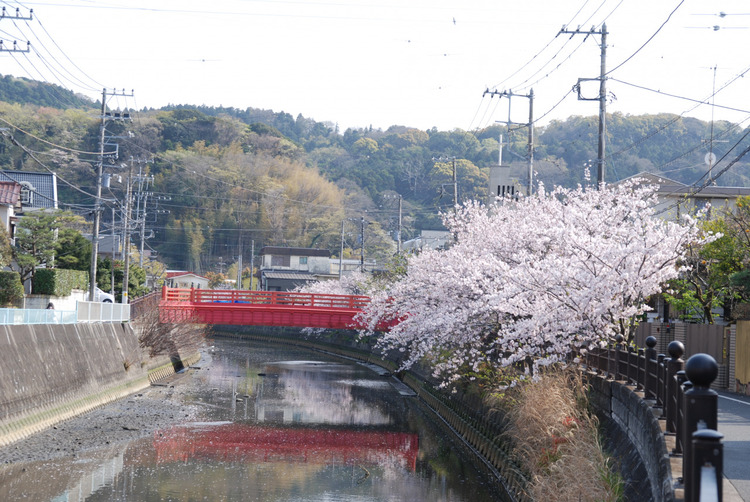 田越川の桜
提供：逗子市観光協会