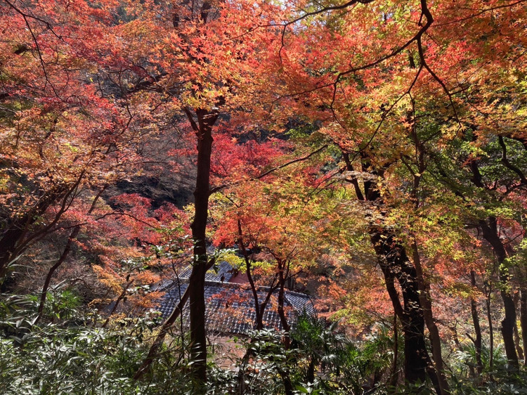 蘆花記念公園
提供：逗子市観光協会