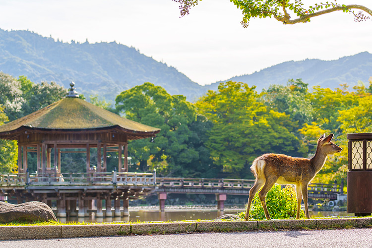 多くの観光客が訪れる奈良公園