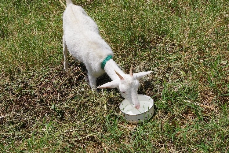 移住後飼い始めたヤギの「さんご」ちゃん