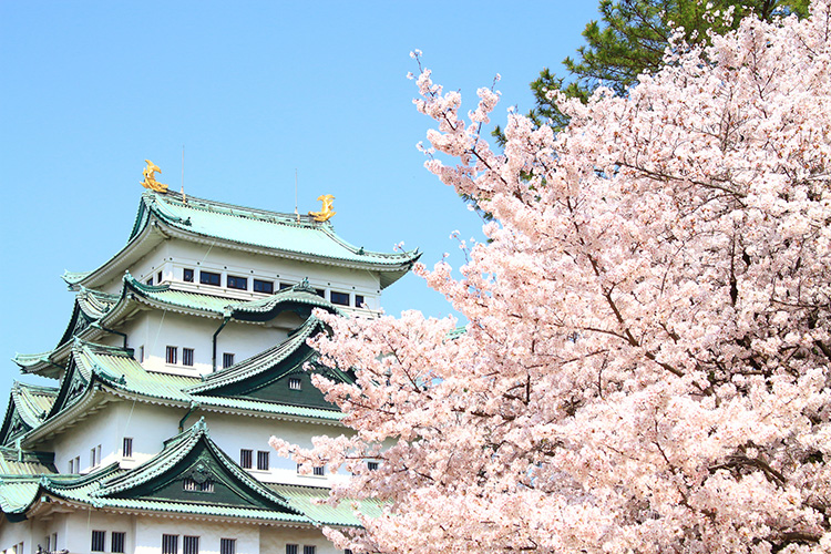 満開の桜と名古屋城