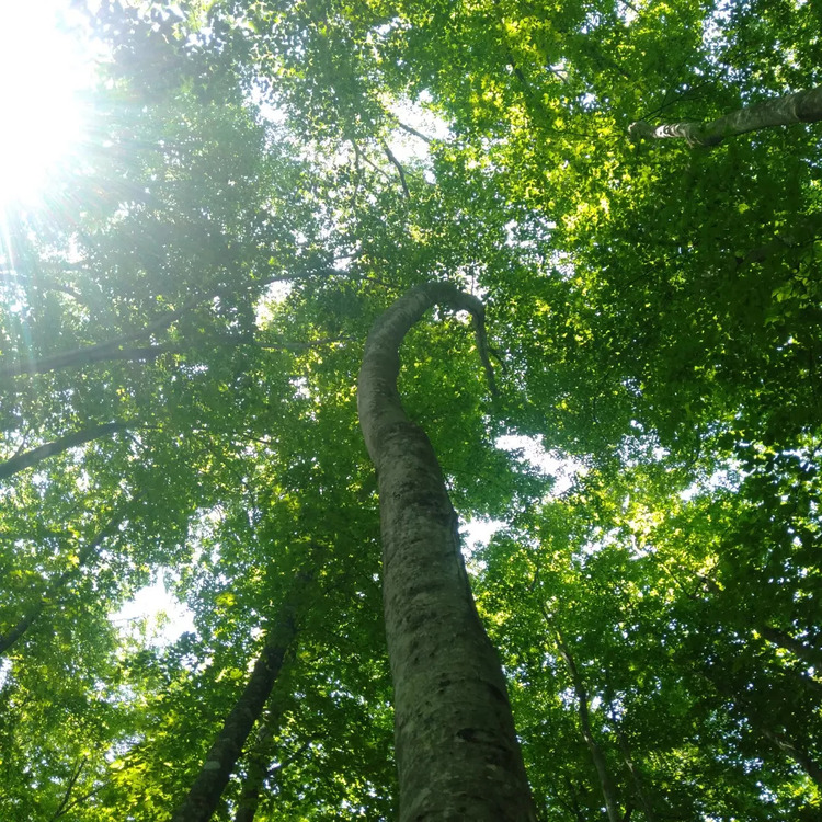 長野県との県境にある天水山（あまみずやま）の北側にはブナの原生林が広がる。「日本の自然100選」にも選ばれているほど