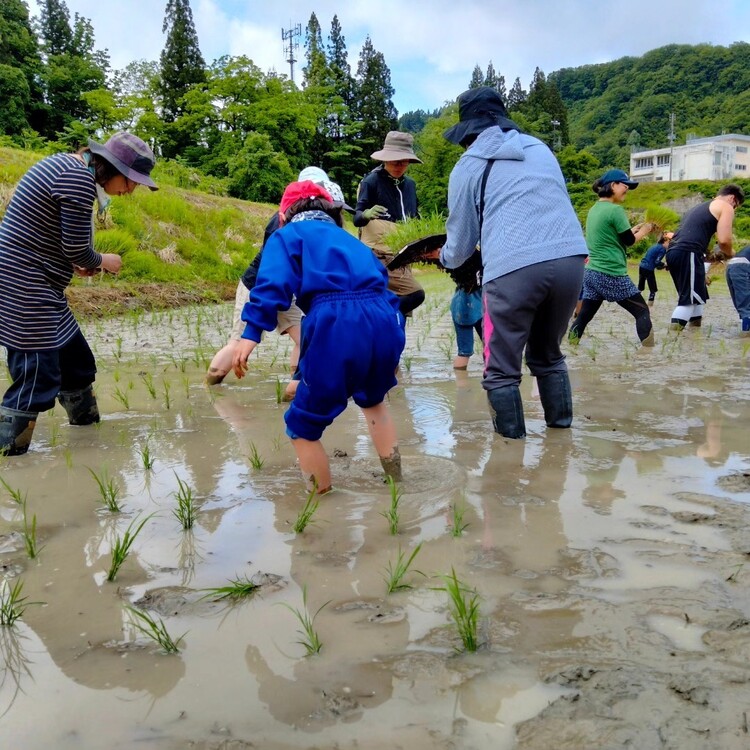 子どもたちが通う小学校での田植えの様子。全校生徒11人と地域の人々と力を合わせることで、地域の活性化にもつながっている