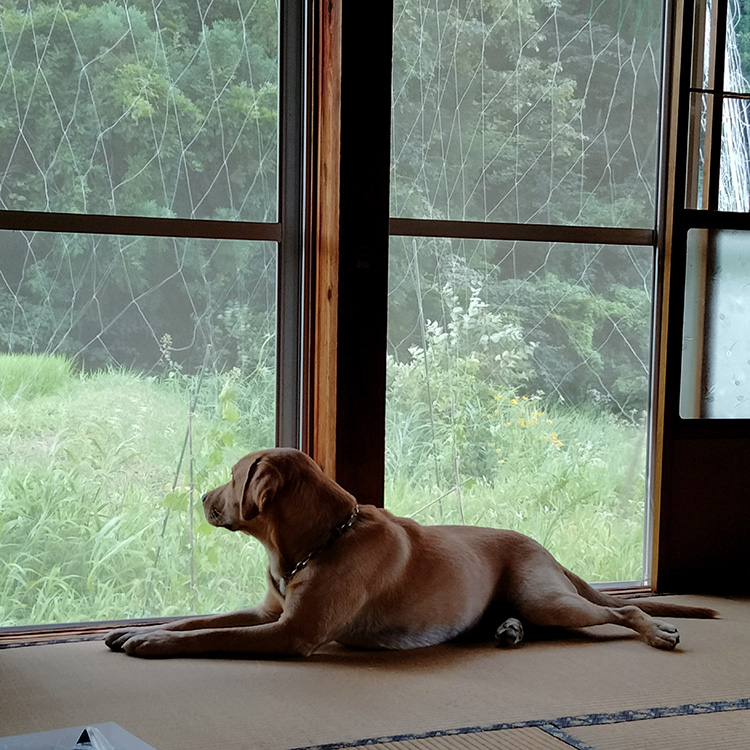 大型犬をのびのびと育てられるのも、田舎ならではのゆったりした環境だからこそ