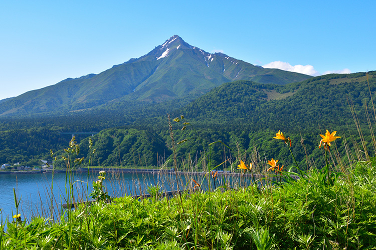 島のシンボル、利尻山とエゾカンゾウの花