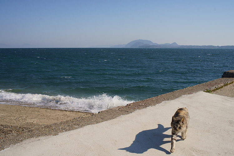 島内では猫たちがのんびりと暮らす