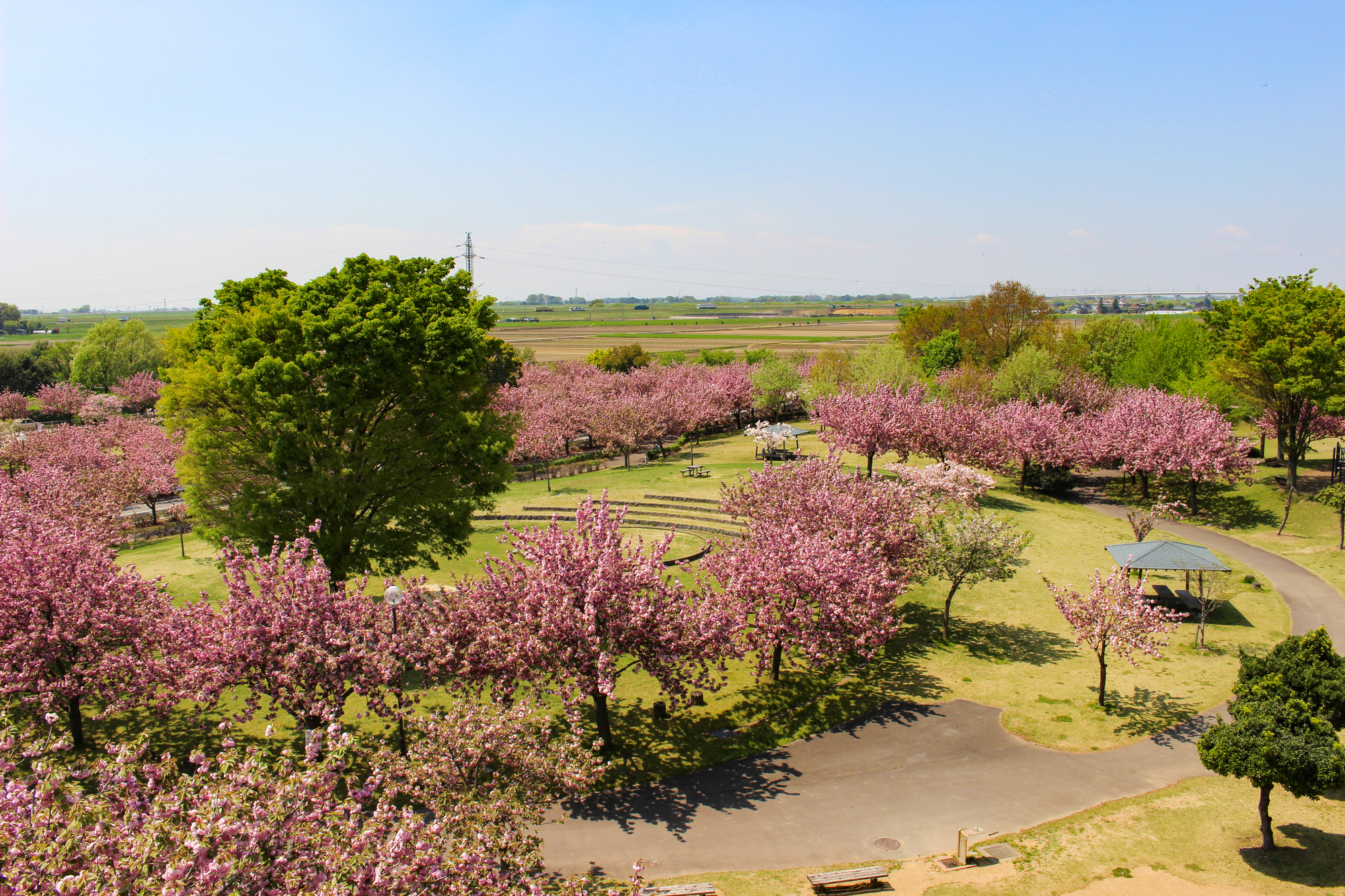 400本以上の桜が花を咲かせる「さくらの森パーク」