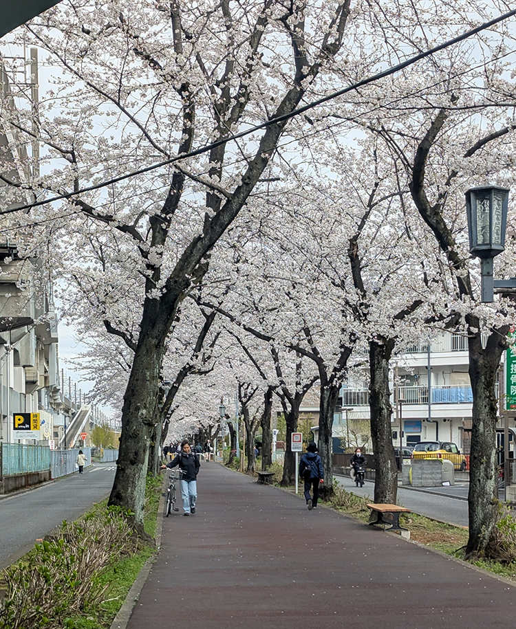 3月後半には桜が満開
