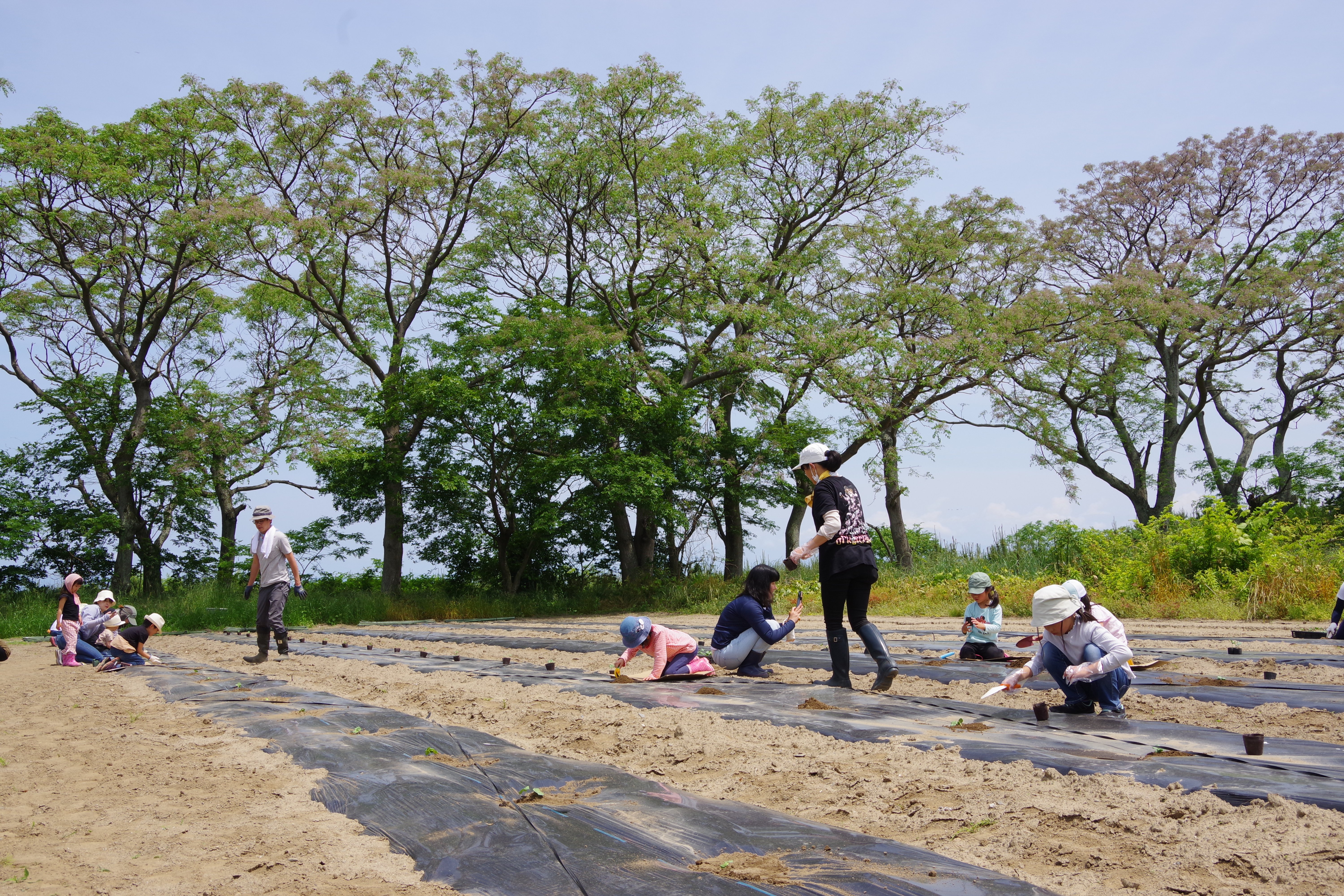 無農薬綿花「おうみこっとん」の定植活動を主催。