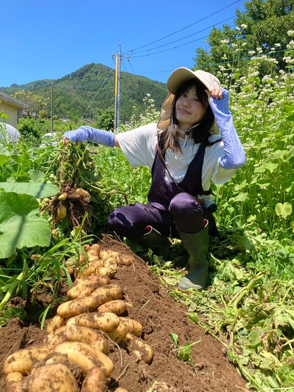 畑で獲れたジャガイモ