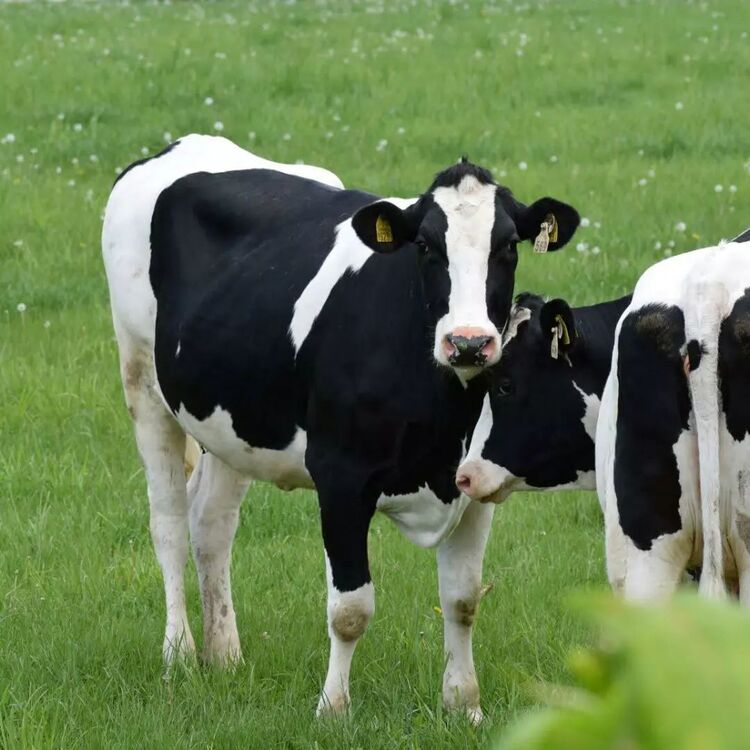 オホーツクの海風に包まれたまち、興部（おこっぺ）町。牛たちが草を食み、ゆっくりとした時間が流れる場所。厳しい自然の中でも、農業・林業・漁業などの一次産業を営んでいる