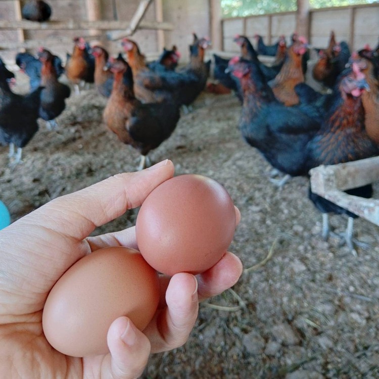 のびのびと地面を歩きまわる鶏たちが、地元の穀物や野菜、青草を食べて産む自慢の「昔ながらの庭先たまご」。ヒナの時から抗菌剤や飼料用添加物は一切使用せず、生まれたてのヒナから自分たちで育てている