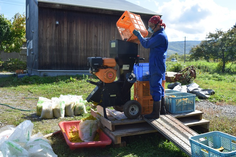 農場の鶏糞を活かし、無農薬で育てたかぼちゃ。形の不揃いなかぼちゃたちは粉砕・密封してサイレージに。冬には鶏たちのビタミン源として、命を支える大切なごちそうになる
