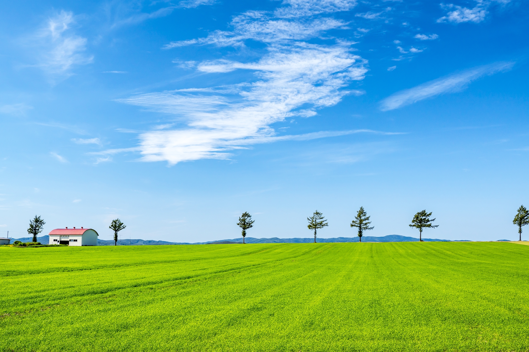 女満別空港から来るまで10分ほどのところにある「メルヘンの丘」。7本のカラマツが並ぶ絵本のような風景が広がる