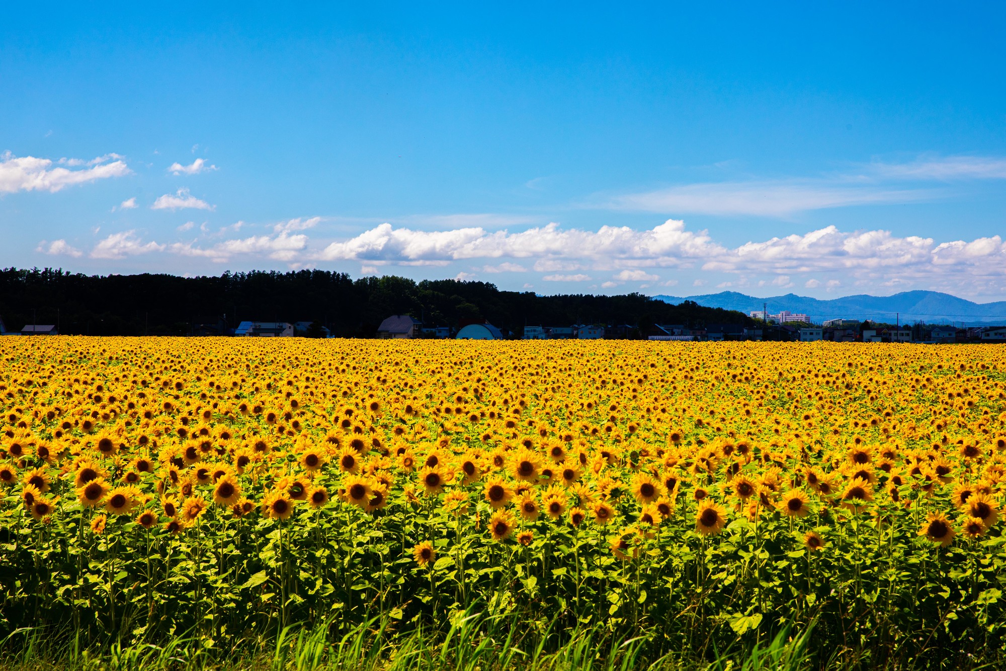 7月下旬から8月にかけて咲き誇る「ひまわり畑」　