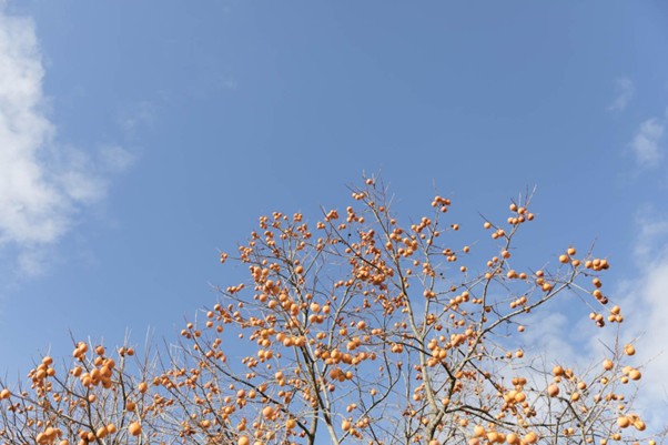 「柿の専門」が拠点を置く奈良県五條市は、柿の生産量日本一。西吉野町は、水はけのよい土地と柿の栽培に適した土壌に恵まれている。奈良県農協による設備投資や体制整備も、“一大産地としての西吉野”を大きく支えている
画像提供：石井物産株式会社