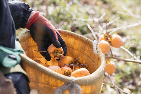 柿の専門で扱う柿は、近隣のもの、もしくは奈良県産。“加工用の柿”の品質を上げることにも熱心に取り組んでいる
画像提供：石井物産株式会社