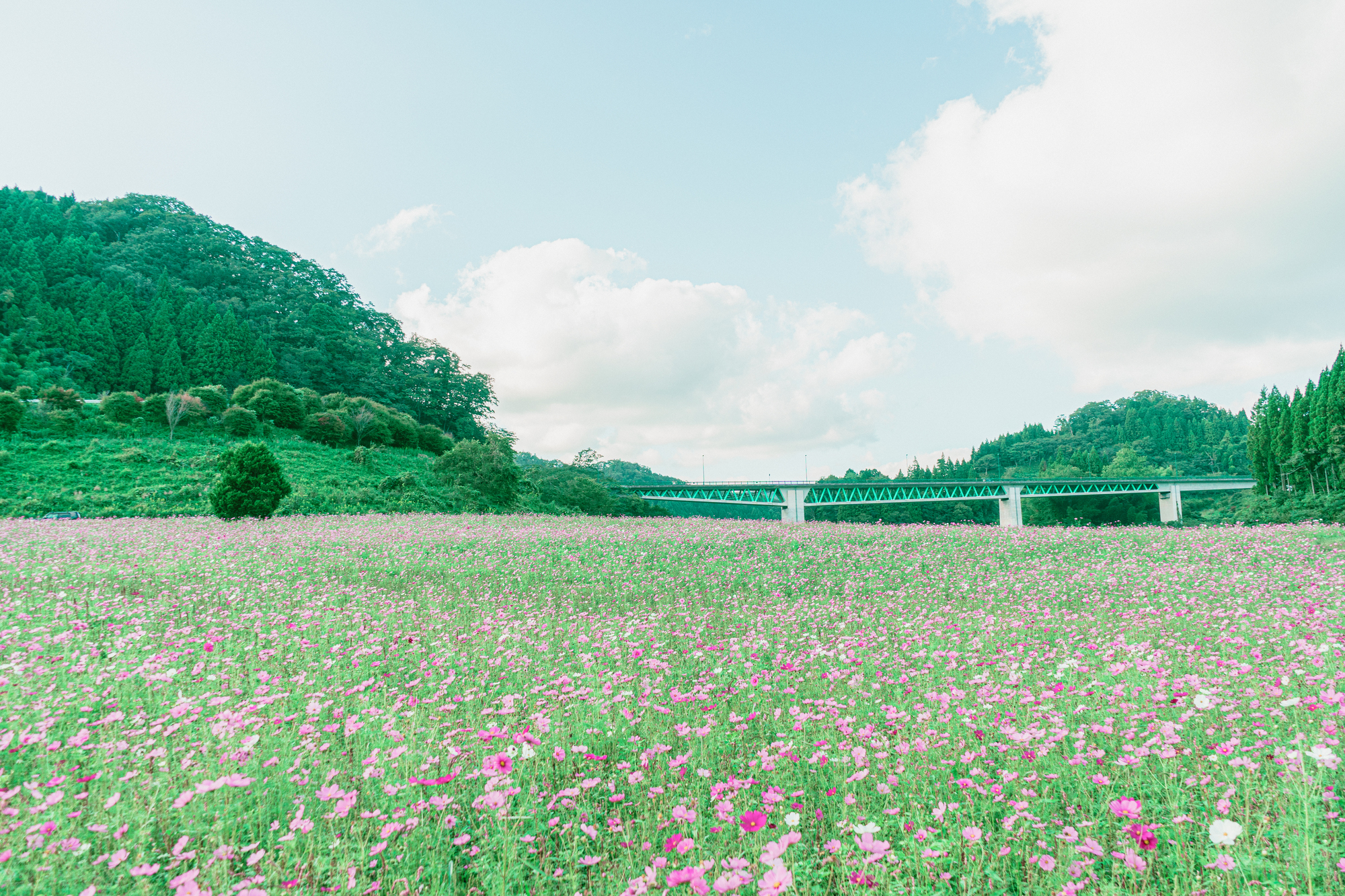約10ヘクタールの敷地にコスモスが咲き誇る東三瓶フラワーバレー