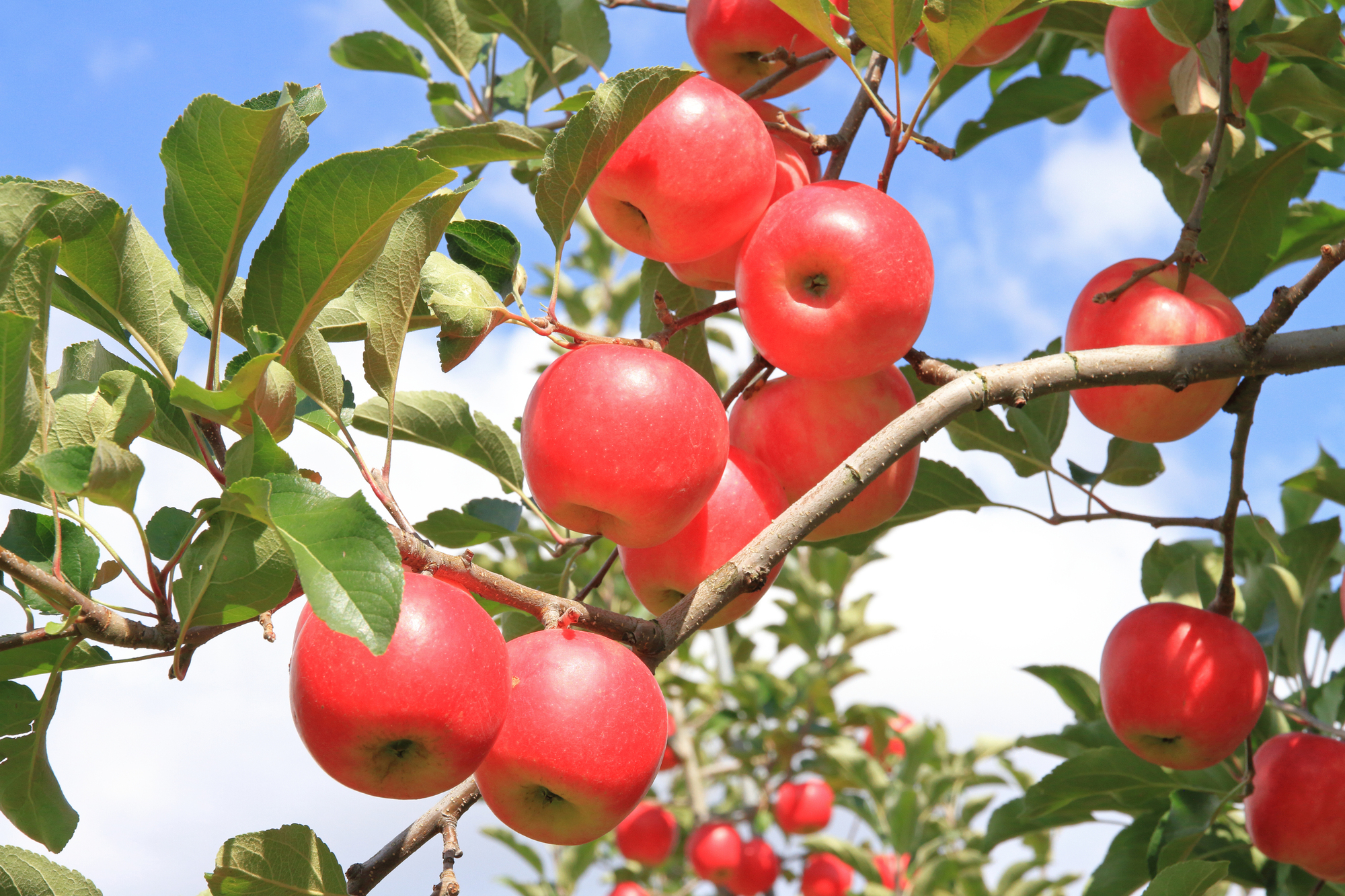 昼夜の寒暖差があることでおいしいりんごが育っている
